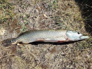 Northern Pike