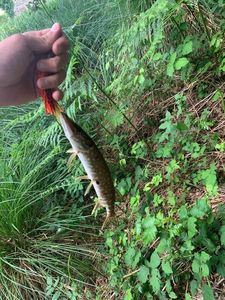 Northern Pike