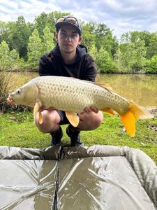 Common Carp