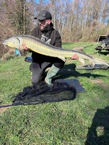 Sturgeon