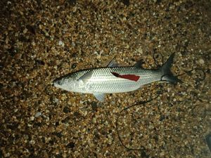 Thicklip Grey Mullet
