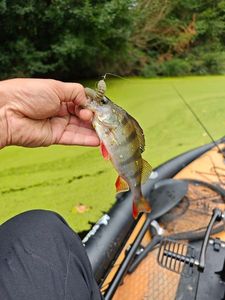 European Perch