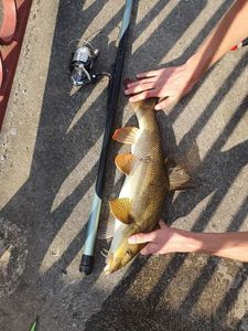 Barbel