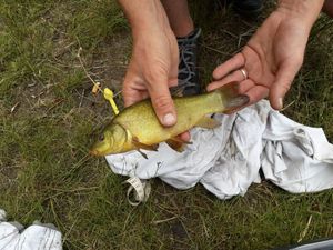 Tench