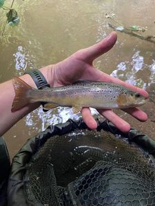 Brown Trout