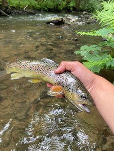 Brown Trout