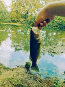 Largemouth Bass