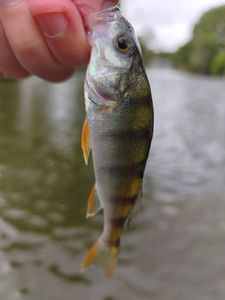European Perch