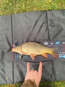 Common Carp