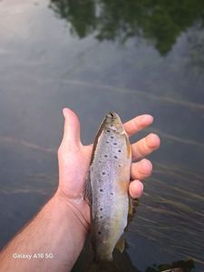 Brown Trout