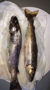 Brown Trout