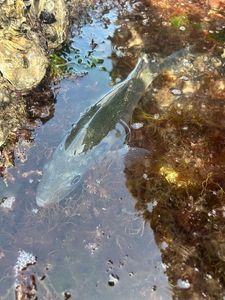 European Bass (Seabass)