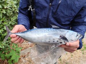 Atlantic Bonito