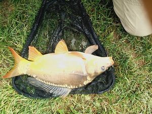Mirror Carp