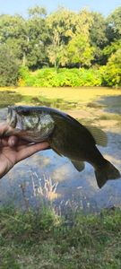 Largemouth Bass