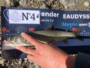 Lake Trout