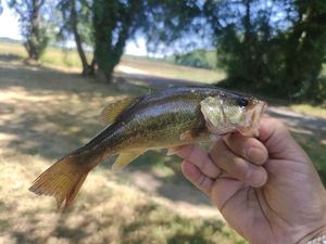 Largemouth Bass