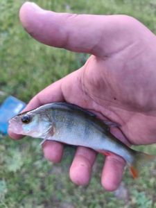 European Perch