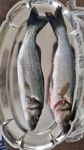 European Bass (Seabass)