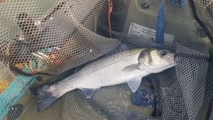 European Bass (Seabass)