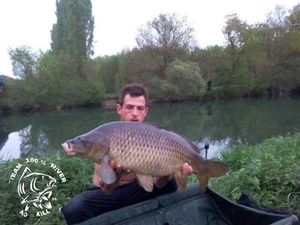 Common Carp