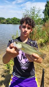 Largemouth Bass