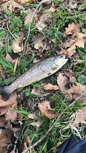 Brown Trout
