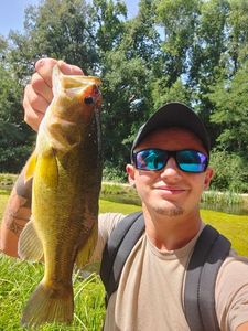 Largemouth Bass