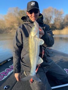 Zander