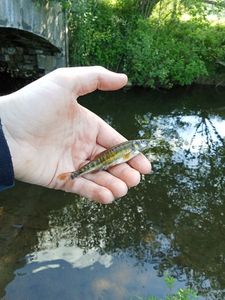 Common Minnow
