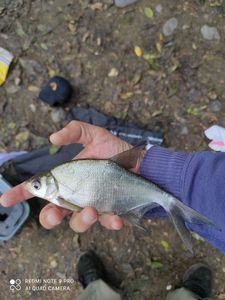 Common Bream