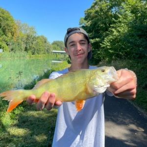 European Perch