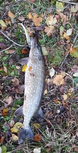Northern Pike