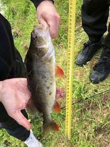 European Perch