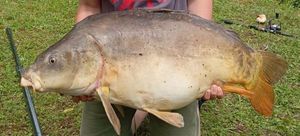 Mirror Carp