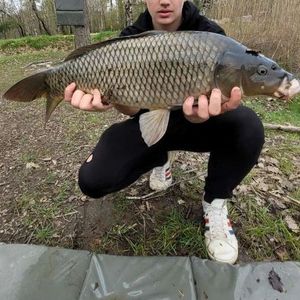 Common Carp
