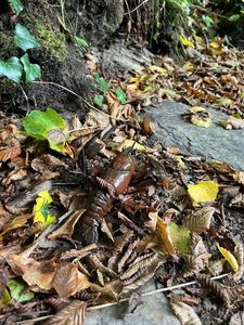 Red Swamp Crayfish