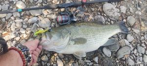 Largemouth Bass