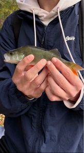 European Perch