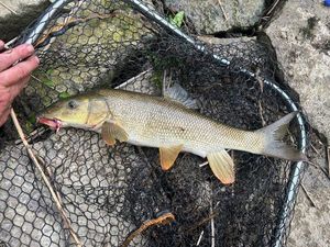 Barbel