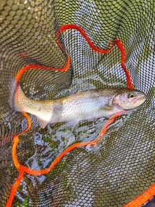 Rainbow Trout