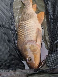 Common Carp