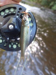 Common Dace