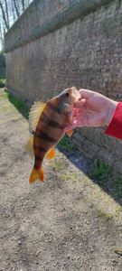 European Perch