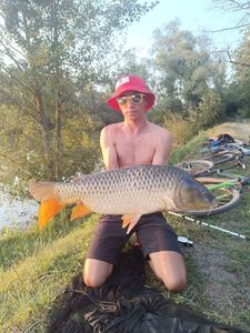 Common Carp