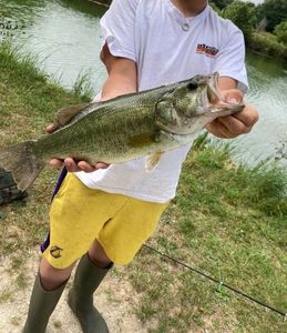Largemouth Bass