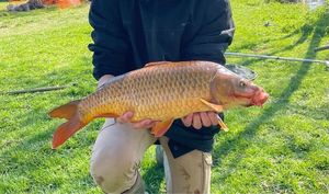 Common Carp