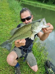 Largemouth Bass