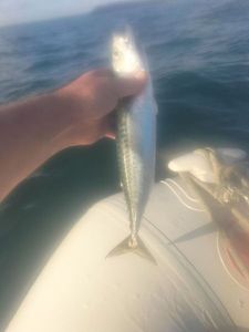 Mackerel