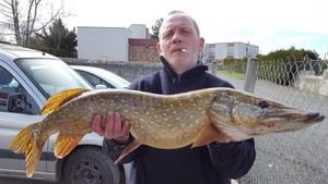 Northern Pike